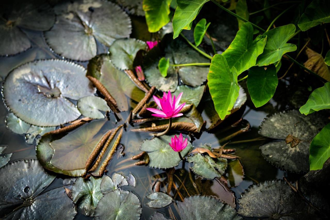 Trang An Tam Gia Trang Resort Ninh Binh Buitenkant foto